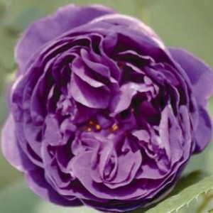 MINERVA (floribunda)